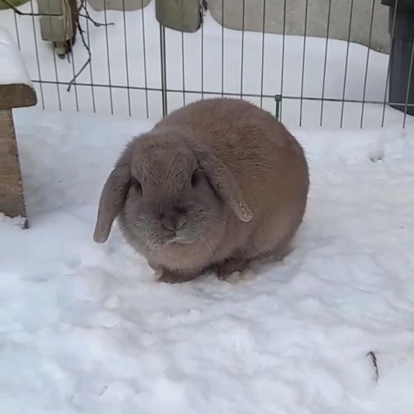 Odin