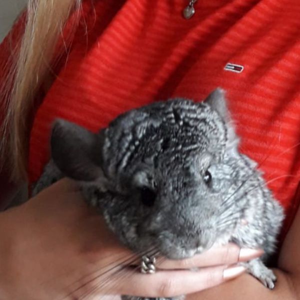 2 chinchilla vrouwtjes