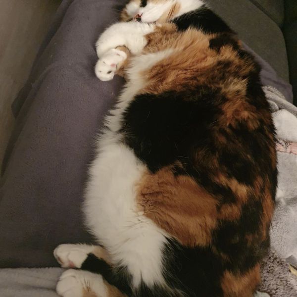 Cleo