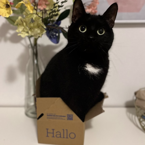Cleo