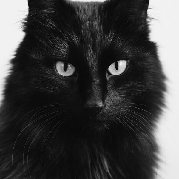 Bella