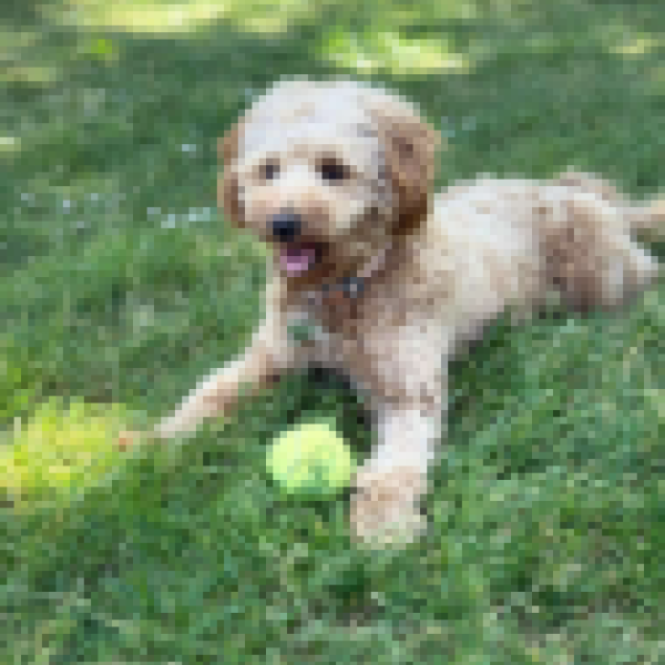 Zola