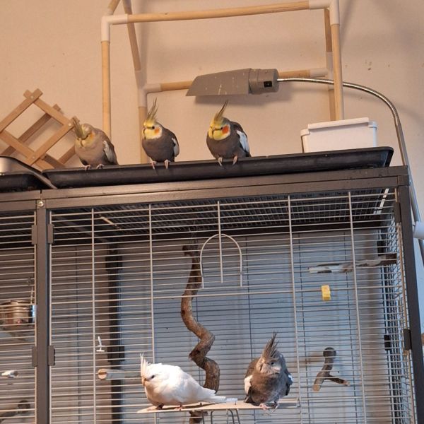 Jaap, Nel, Alice, Noa en Baby