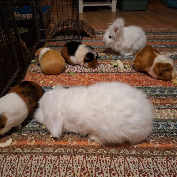 Willem, Miep, Suzy en Daisy