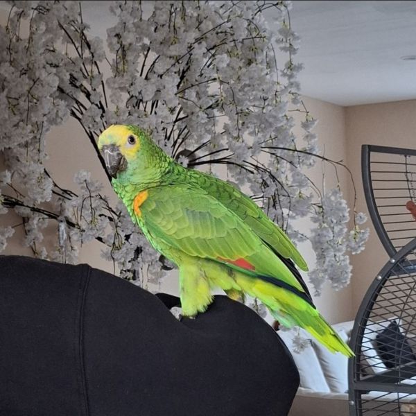 Kippie
