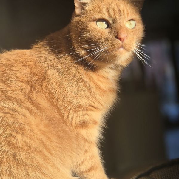 Charlie