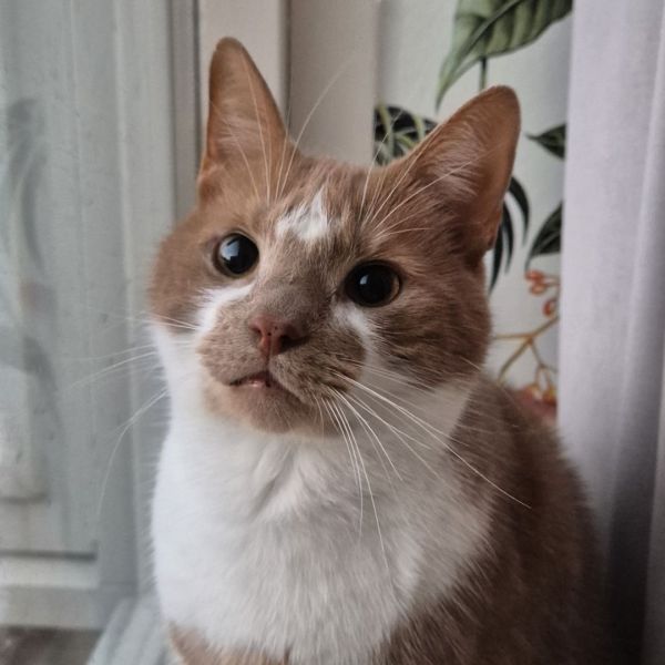 Teddy