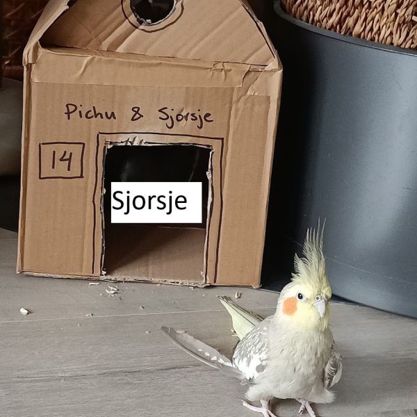 Sjorsje