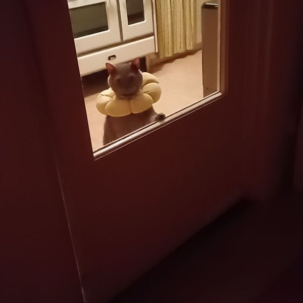 Bob