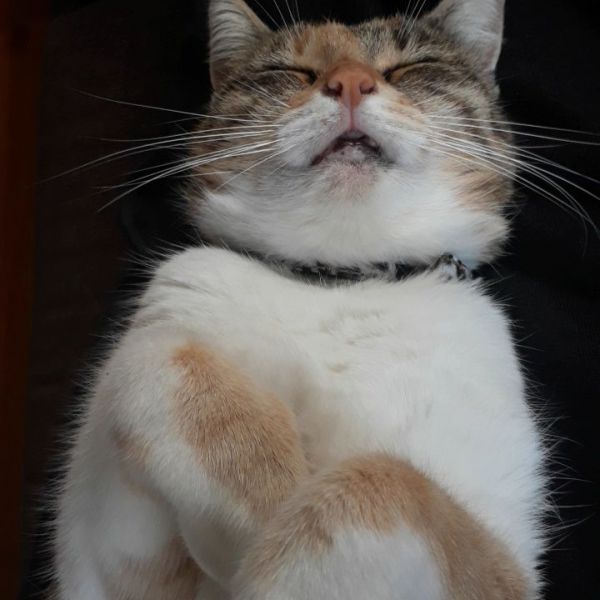 Poes