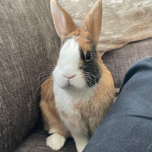 Snuffel