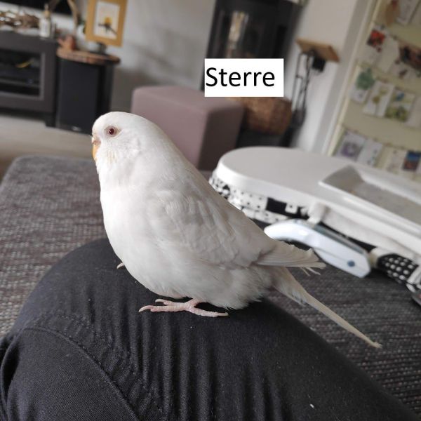 Sterre