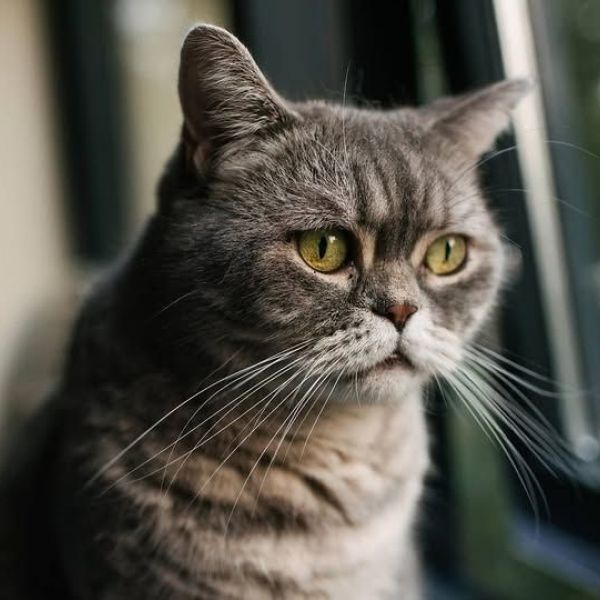 Suzie