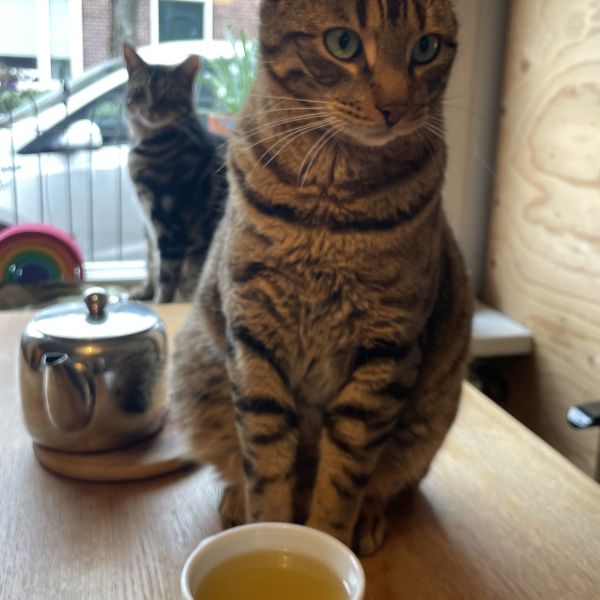Tijger