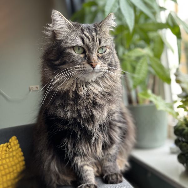 Floofy