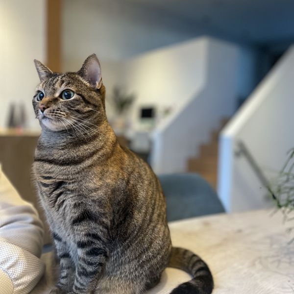 Tommie
