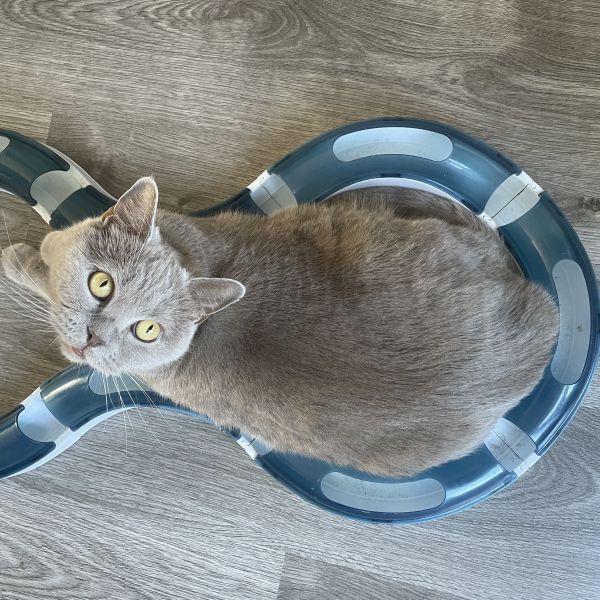 Freya