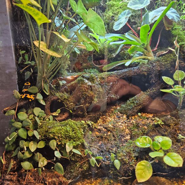 terrarium gifkikkertjes