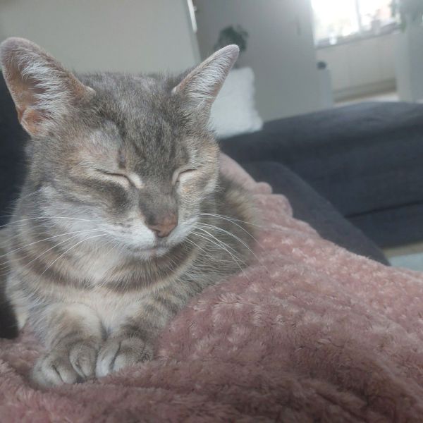 Viebie