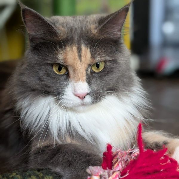 Madam