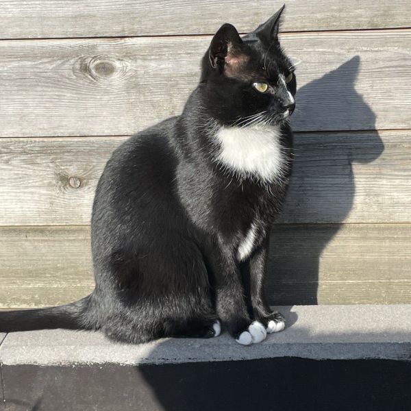 Joop
