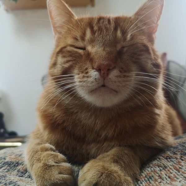 Tijger
