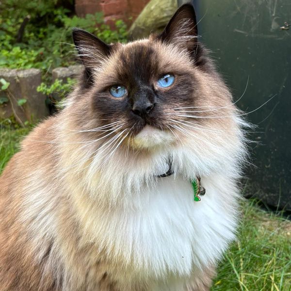Timo