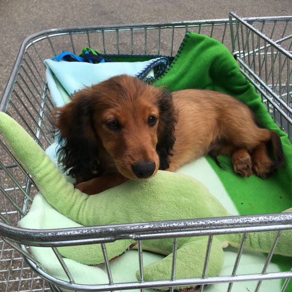 Chico