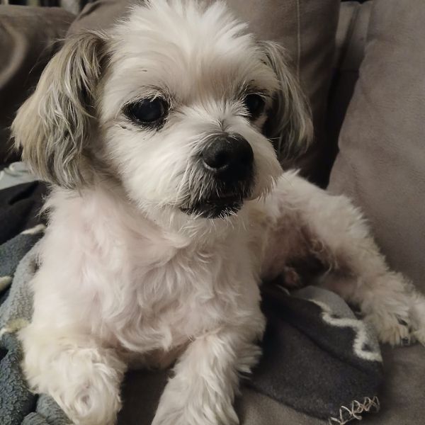 toby