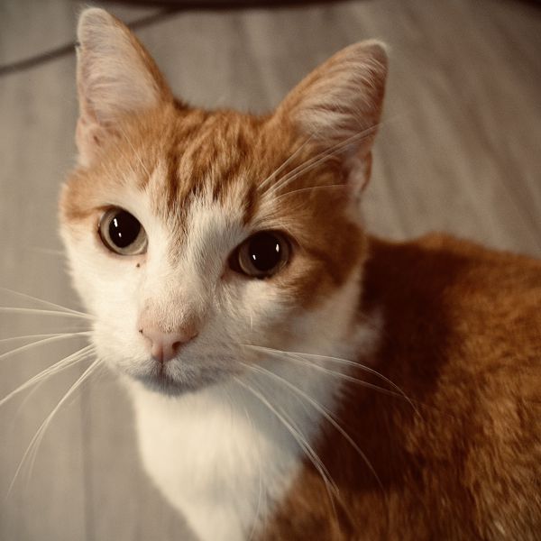 Marley