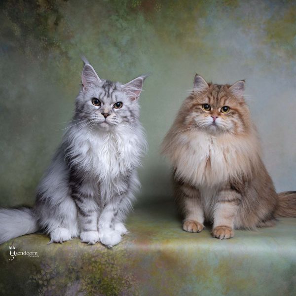 Maine Coons &amp; Siberen