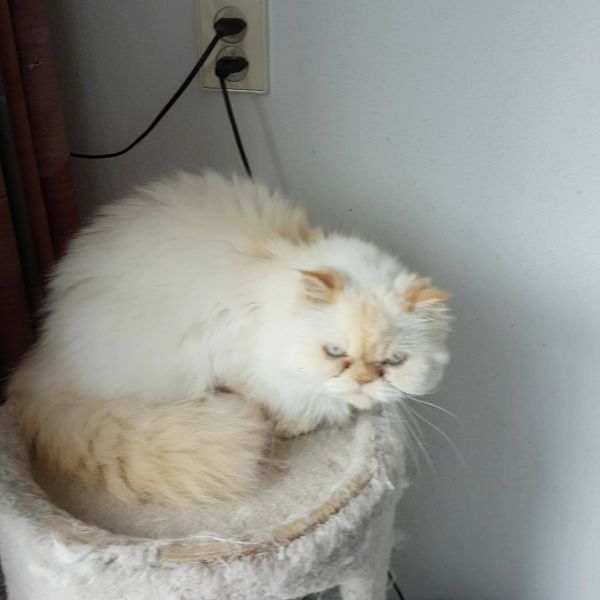 Nanuk
