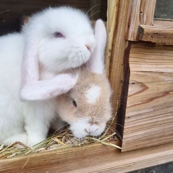 Snowy, Pixy, Pluis &amp; Gigly