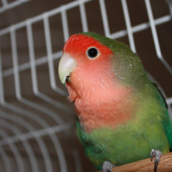robin