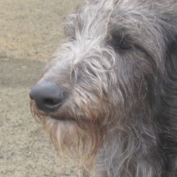 Wallace