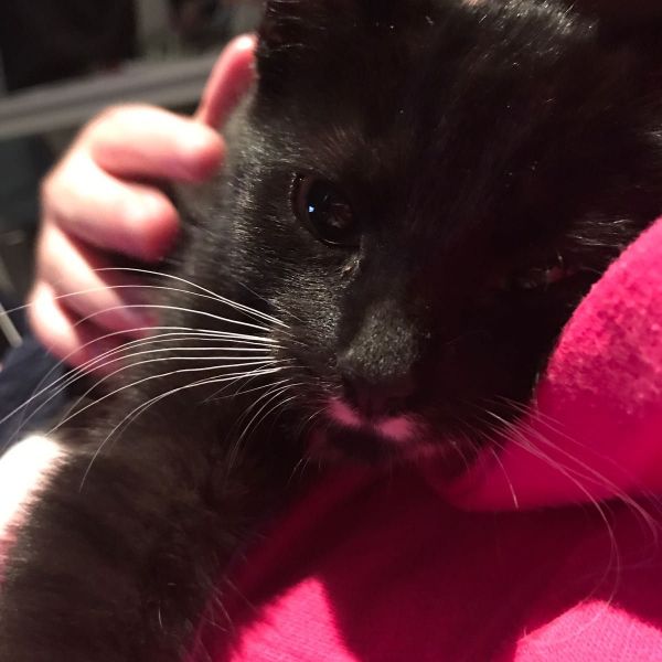 Bowie