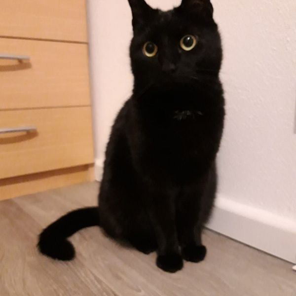 Pita Lita