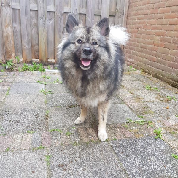 Noortje