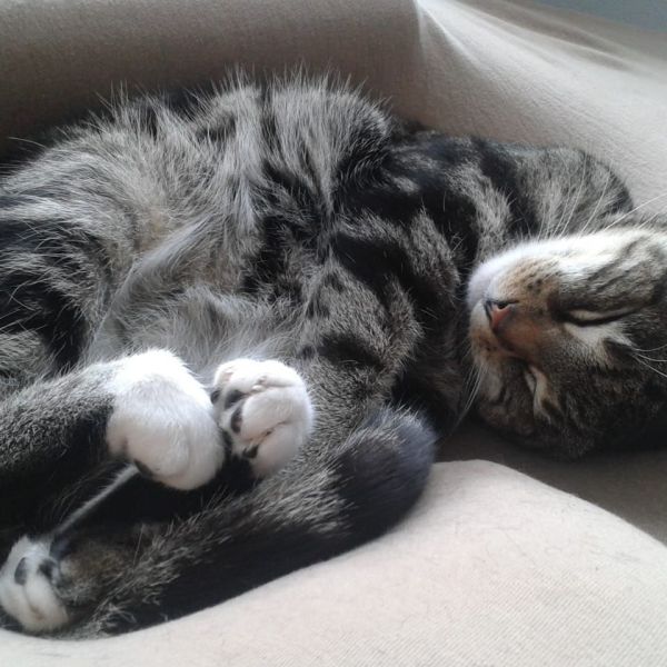 Splinter  (overleden)