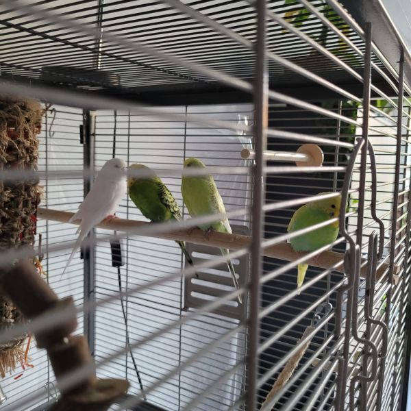 Sanji, Lilo, Stro &amp; Brooke