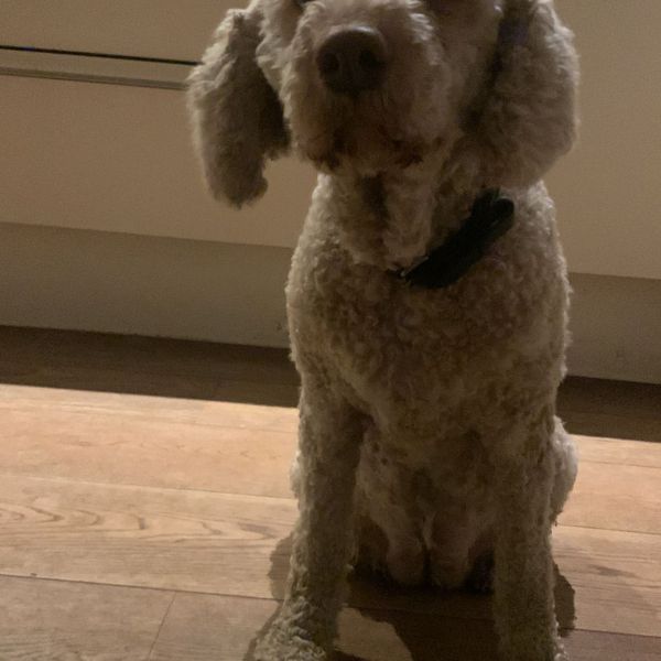 mia