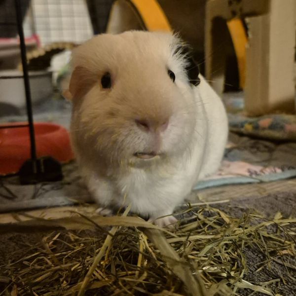 Gilbert