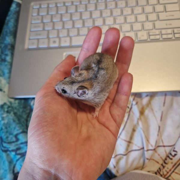 Cloë