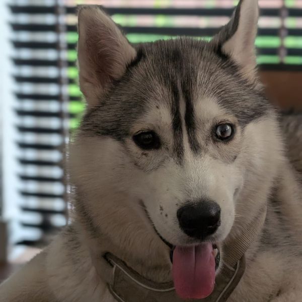 Willow