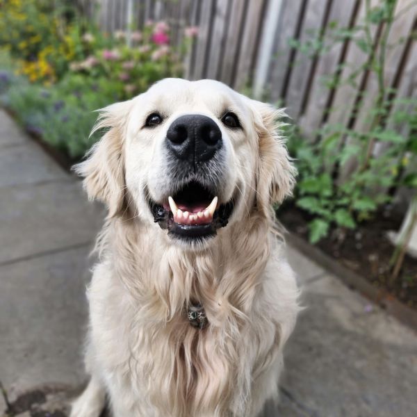 Oscar