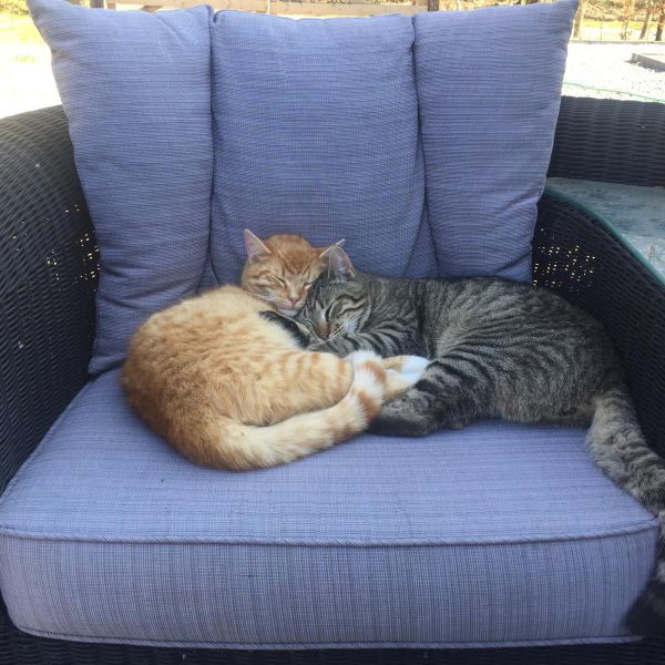 Koekie &amp; Monster