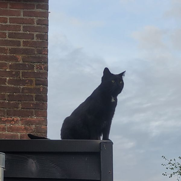 Leo