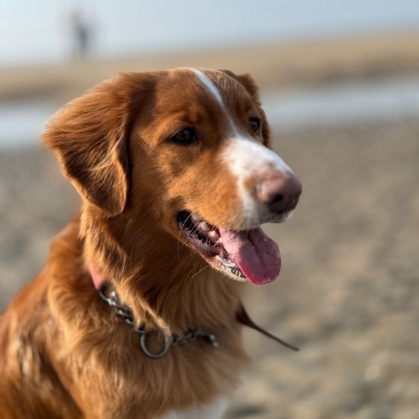 Bowie