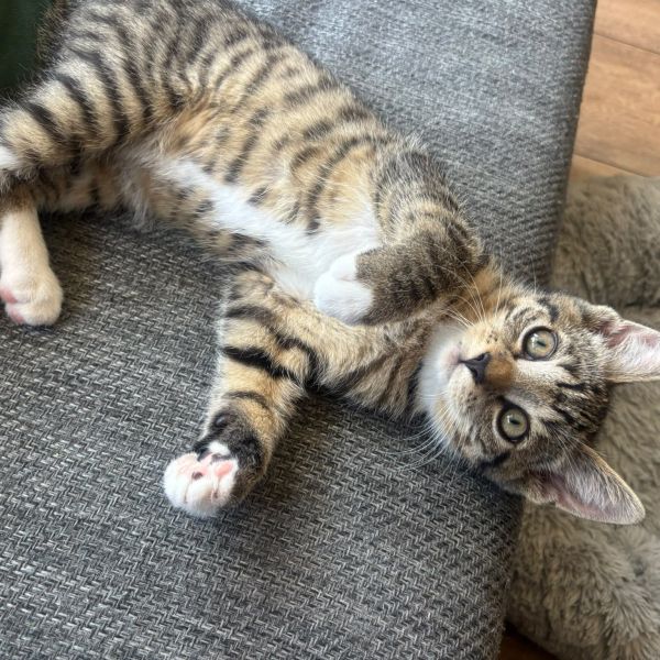 Bella