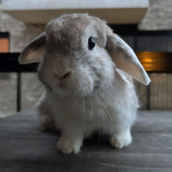 Frodo